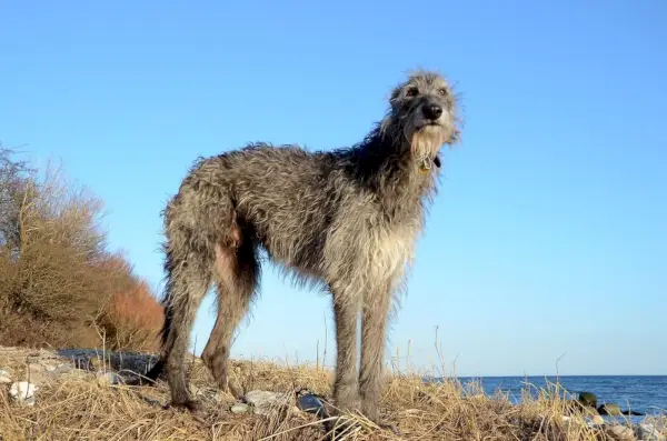 schottischer Deerhound