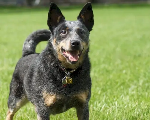 Australischer Rinderhund