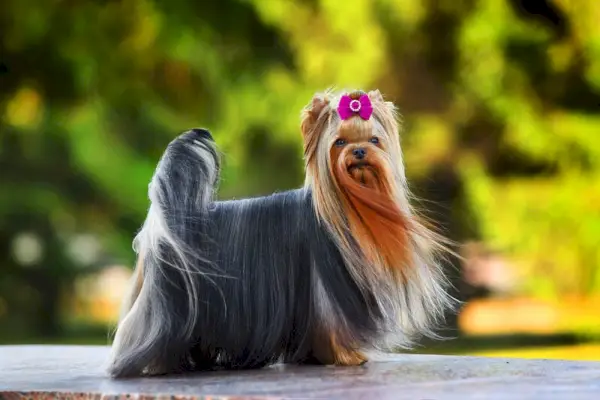 Yorkshire Terrier mit langen Haaren