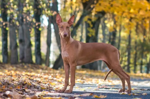 Pharaonenhund im wunderschönen Herbstpark