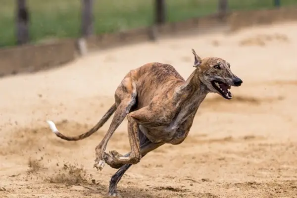 Windhund läuft