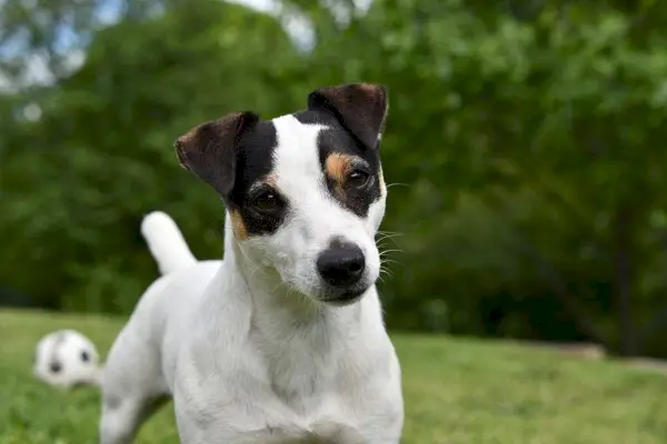 Jack Russell Terrier im Freien