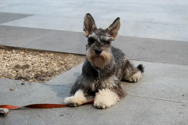 Schnauzer draußen