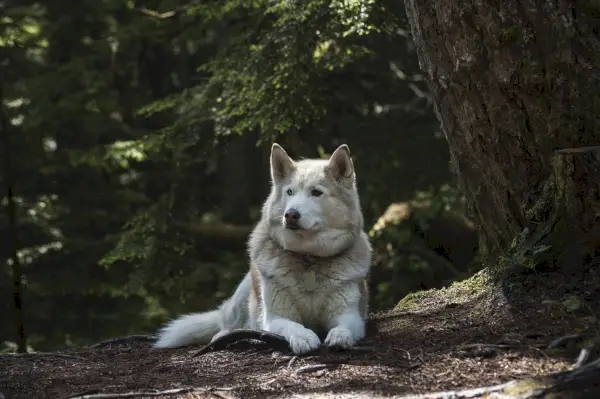 Sibirischer Husky