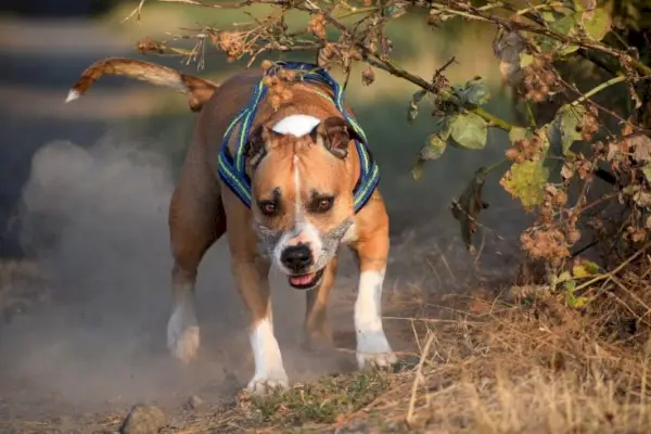 Amerikanischer Staffordshire-Terrier