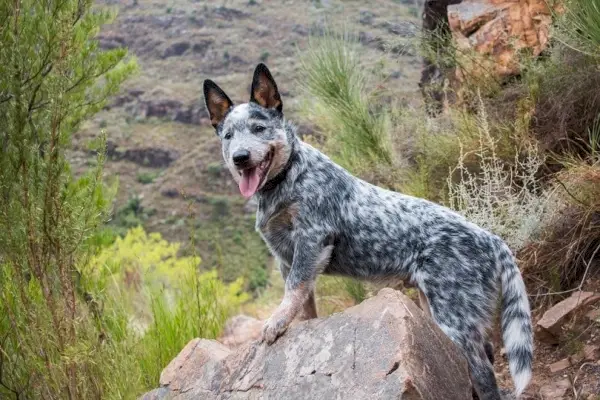 Australian-Cattle-Dog_Madelein-Wolfaardt_shutterstock