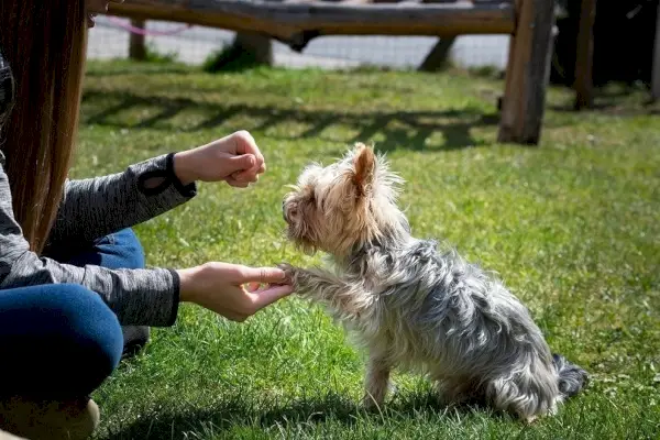 Ausbildung eines Yorkshire-Terrier-Hundes