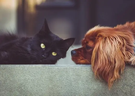 Hund und Katze zusammen