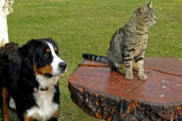 Hund und Katze