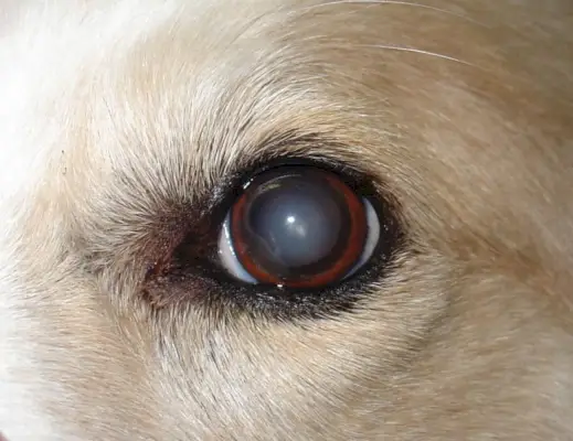 hond cataract