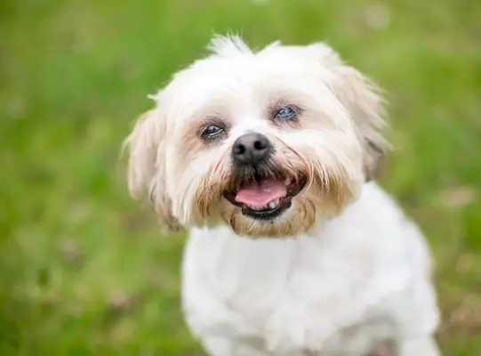 Een Shih Tzu-hond met staar in één oog