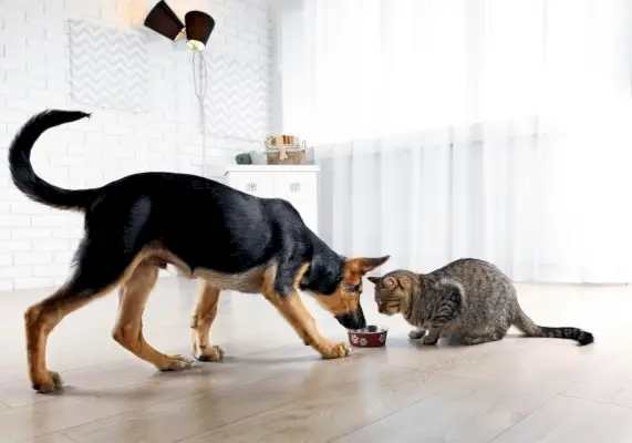 perro comiendo comida para gatos