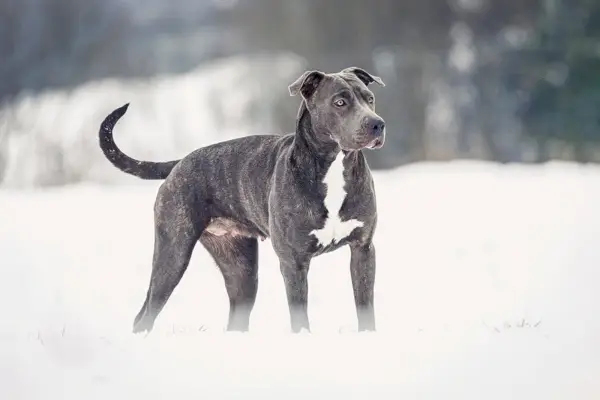 Grauer Pitbull-Hund im Schnee