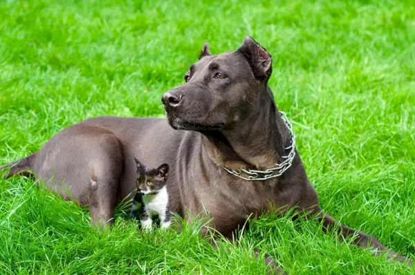 Pitbull-Hund mit einem Kätzchen, das auf dem Gras liegt