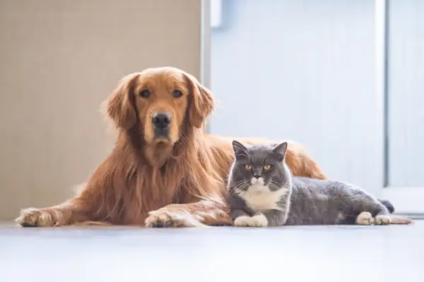 Golden Retriever und Britisch Kurzhaarkatze