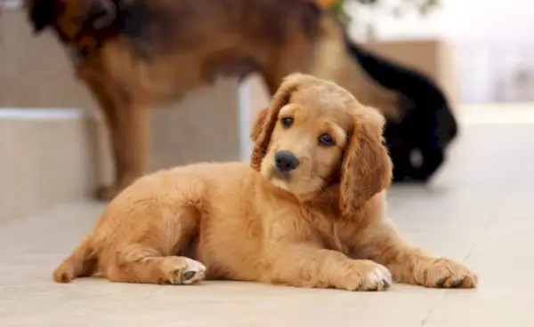 Golden Cocker Retriever Welpe