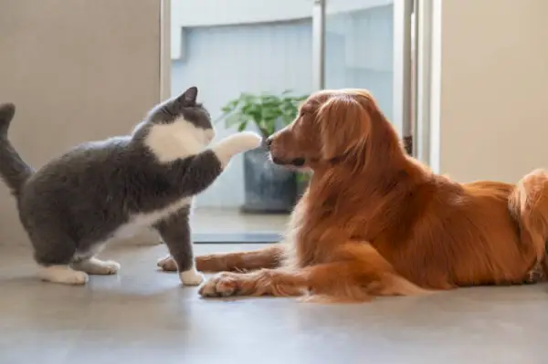 Britische Kurzhaarkatze spielt mit Golden Retriever Hund