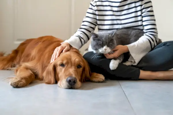 Golden Retriever und Britisch Kurzhaarkatze