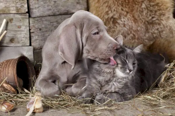 Els Weimaraners són bons amb els gats? Consells de socialització i introducció