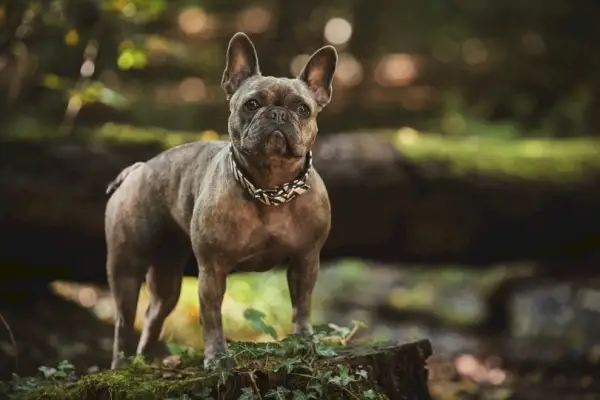 fransk bulldog med krave