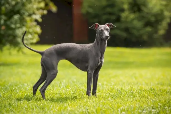 Italiensk Greyhound