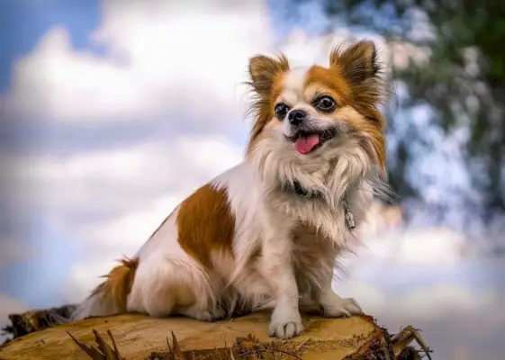 chihuahua siddende på en træstamme udendørs