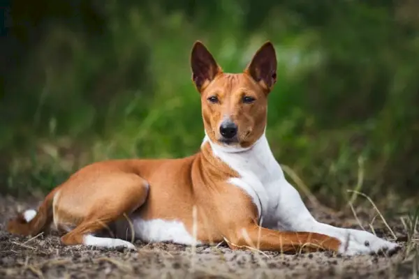 Basenji udendørs