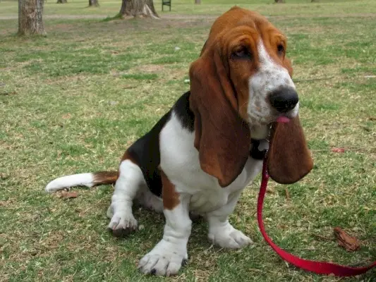 basset hound i snor sidder i parken