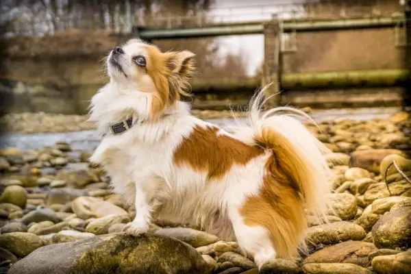 Chihuahua-Hund in Felsen