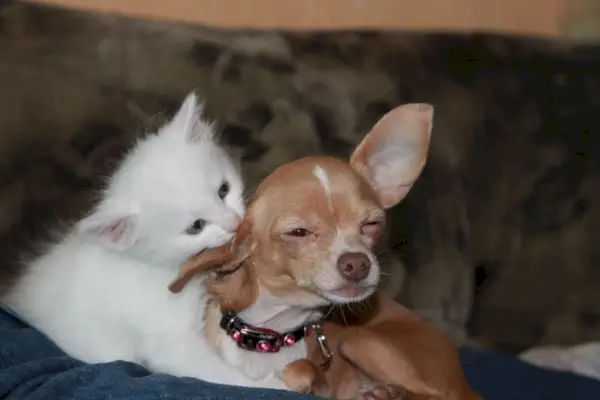 Chihuahua und Katze