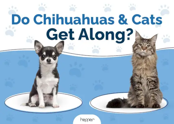 Verstehen sich Chihuahuas und Katzen?