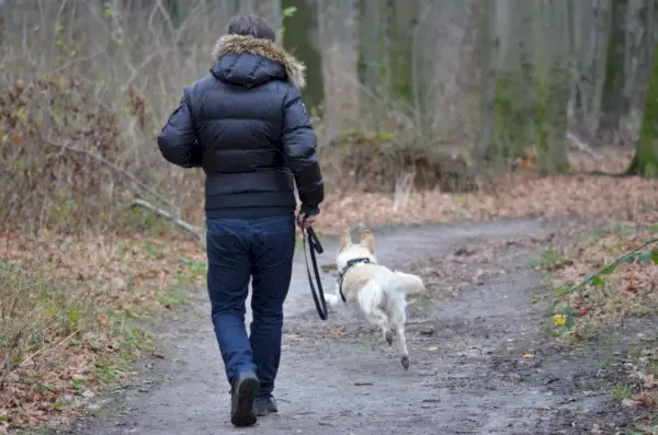 Min hund dræbte en kat! 7 dyrlægeanmeldte tips til, hvad du skal gøre næste gang