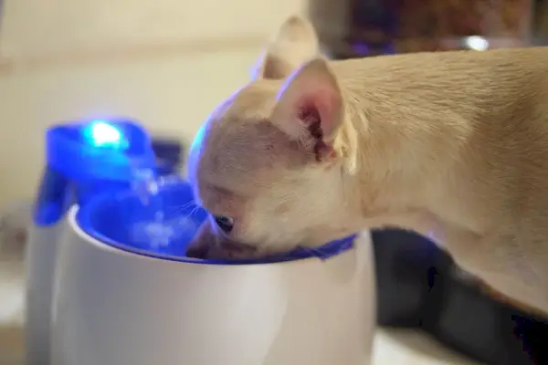 Chihuahua trinkt im Wasserbrunnen