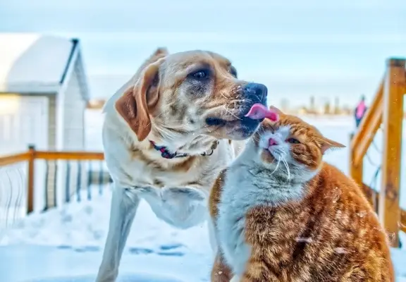 Hund leckt Katze