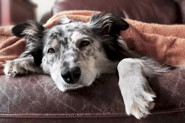 syg gammel hund på sofaen med tæppe