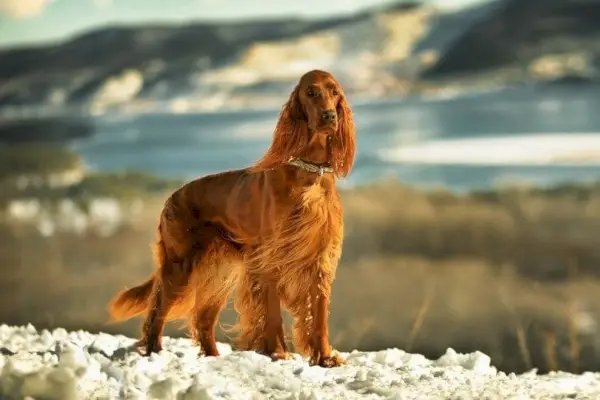 Irish Setter in den Bergen