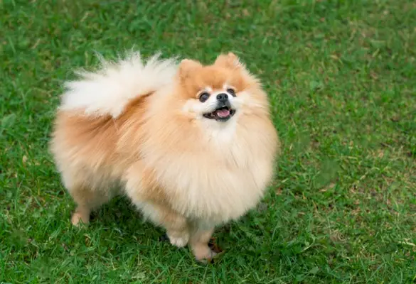 Pommerscher Hund schaut nach oben