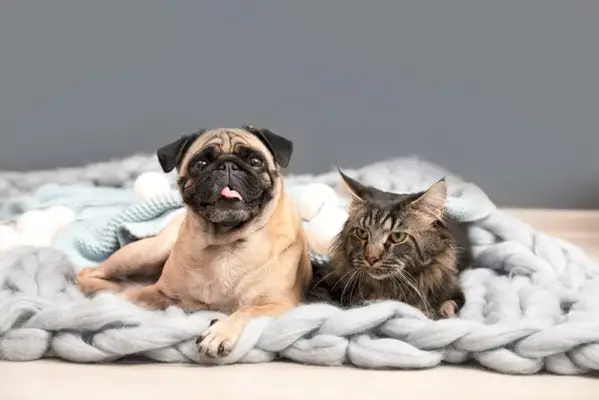 Katze und Mops liegen auf einer Decke auf dem Boden