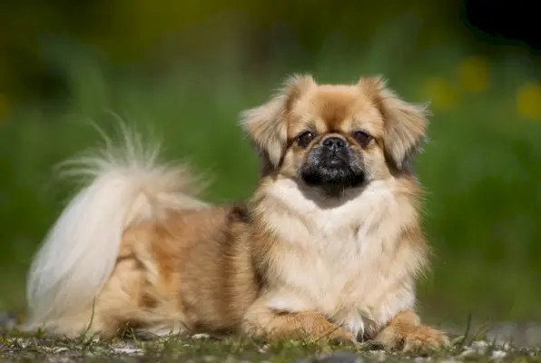 Tibetischer Spaniel