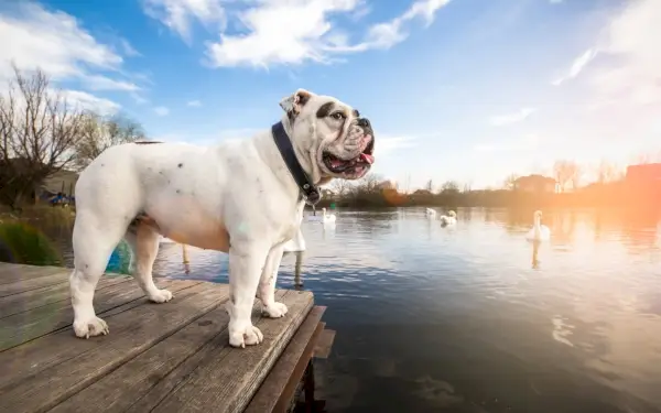 Englische Bulldogge steht auf dem Dock