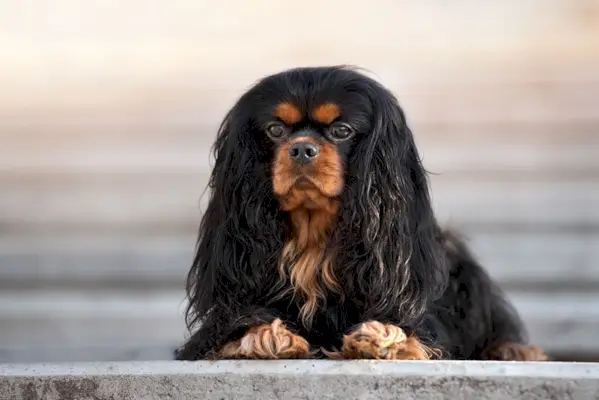 Schwarz-brauner Cavalier King Charles Spaniel Hund liegt im Freien