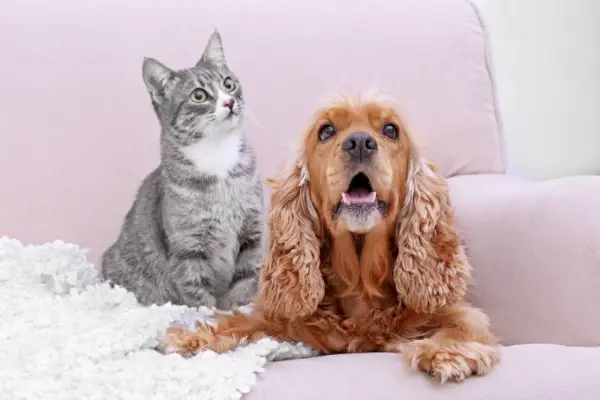 Cocker Spaniel Hund und Katze zusammen auf der Couch zu Hause