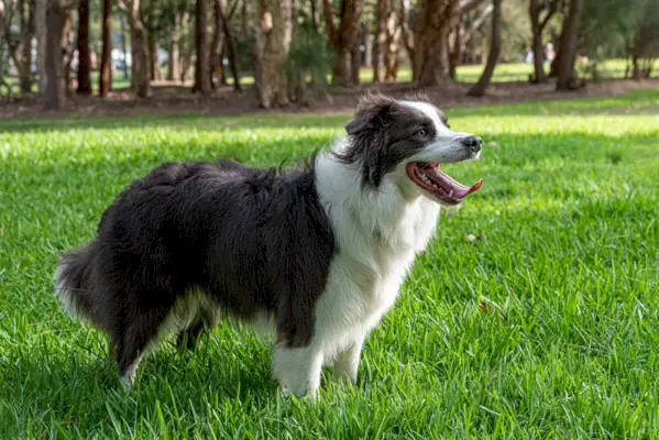 Border-Collie-Hund steht im Freien