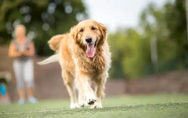 Golden Retriever Hund geht im Freien spazieren