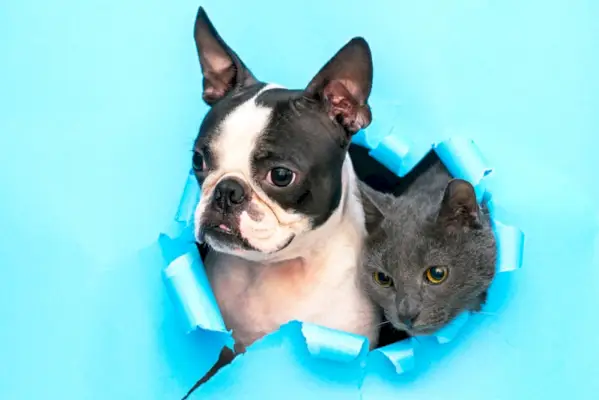 Chiot Boston Terrier et chat gris regardant à travers du papier peint déchiré