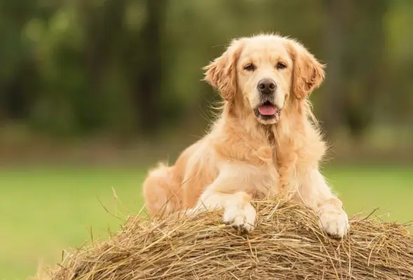 Golden Retriever köpeği saman balyasında rahatlıyor