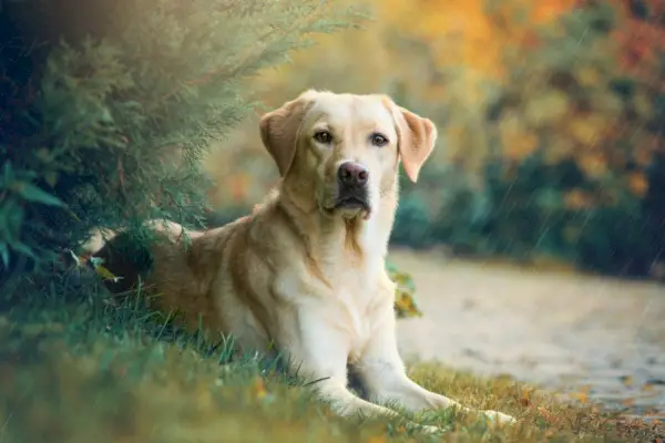 Labrador köpeği