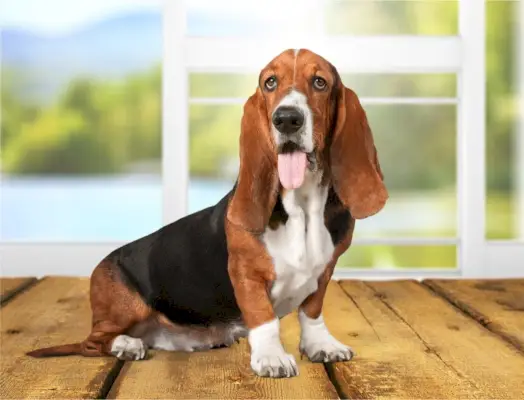 Basset Hound köpeği