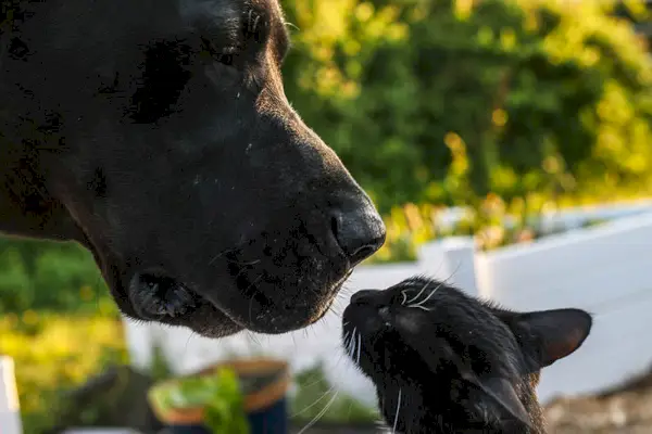 Kara Kedi ve birbirlerini koklayan Siyah Büyük Dane