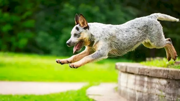 Australian-Cattle-Dog_DragoNika_shutterstock